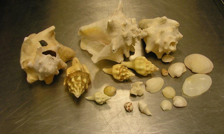 2018-5-23-751foto 5.jpg